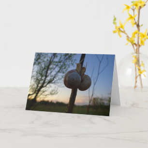 Two Snails on a Stem Card