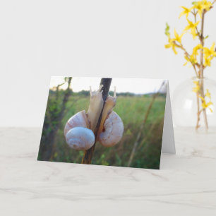Two Snails on a Stem Card