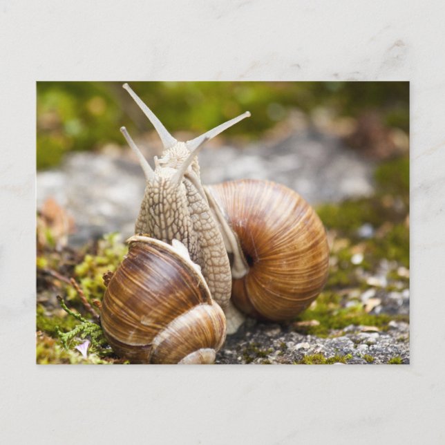 Two Snails Postcard (Front)