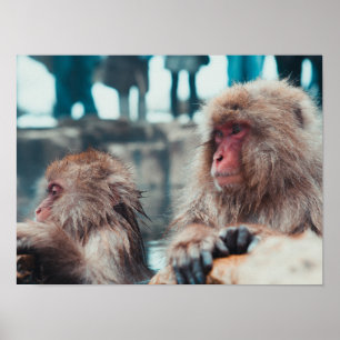 Two Snow Monkeys in Nagano, Japan Poster