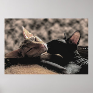 Two Sphynx Cats Kissing - Love Real Photo Poster