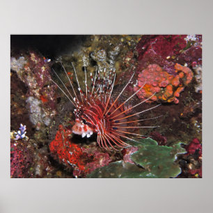 Two Spot Lionfish Poster