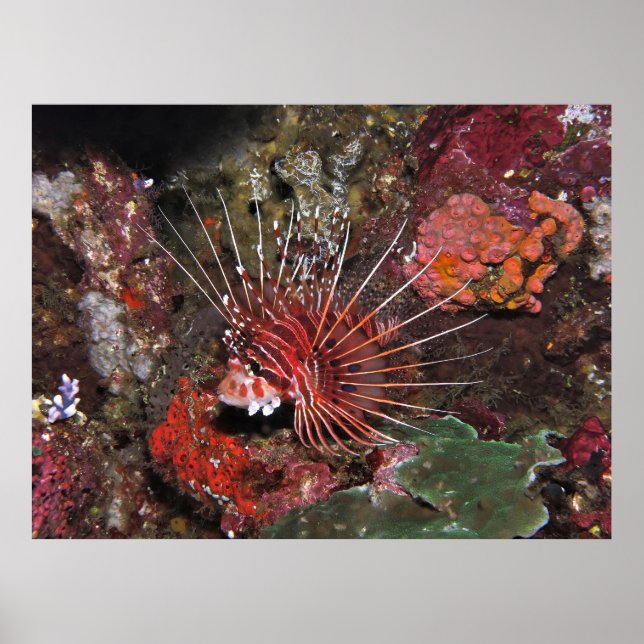Two Spot Lionfish Poster (Front)