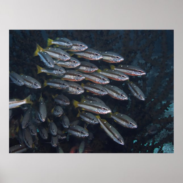 Two Spot Snappers Poster (Front)