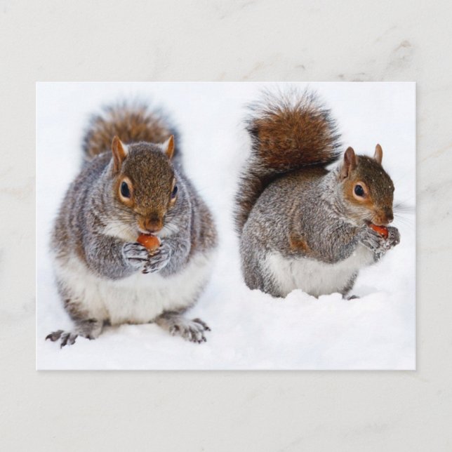 Two Squirrels Busy Eating Nuts Postcard (Front)