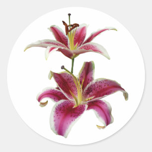 Two Stargazer Lilies Classic Round Sticker