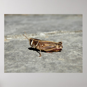 Two-Striped Grasshopper Poster