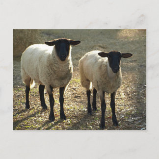 Two Suffolk Sheep Afternoon Sunlight Postcard