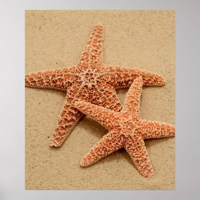 Two Sugar Starfish Poster (Front)