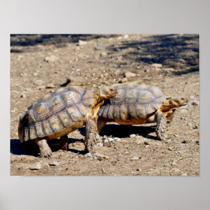 Two sulcata tortoises walking on ground poster
