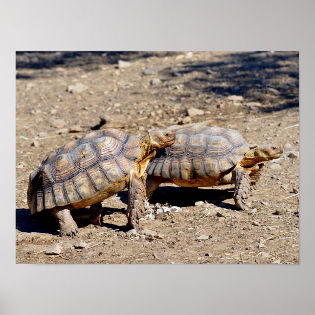 Two sulcata tortoises walking on ground poster (Front)