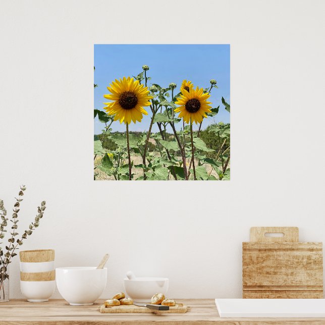 Two Sunflowers blue sky Poster (Kitchen)