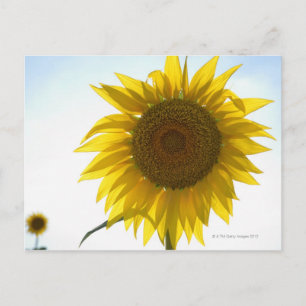 Two sunflowers in field, Tuscany, Italy Postcard