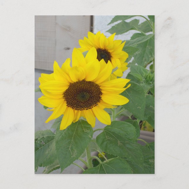 Two sunflowers postcard (Front)