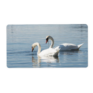 Two swans