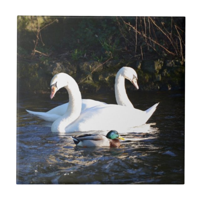 Two Swans And A Duck Ceramic Tile (Front)