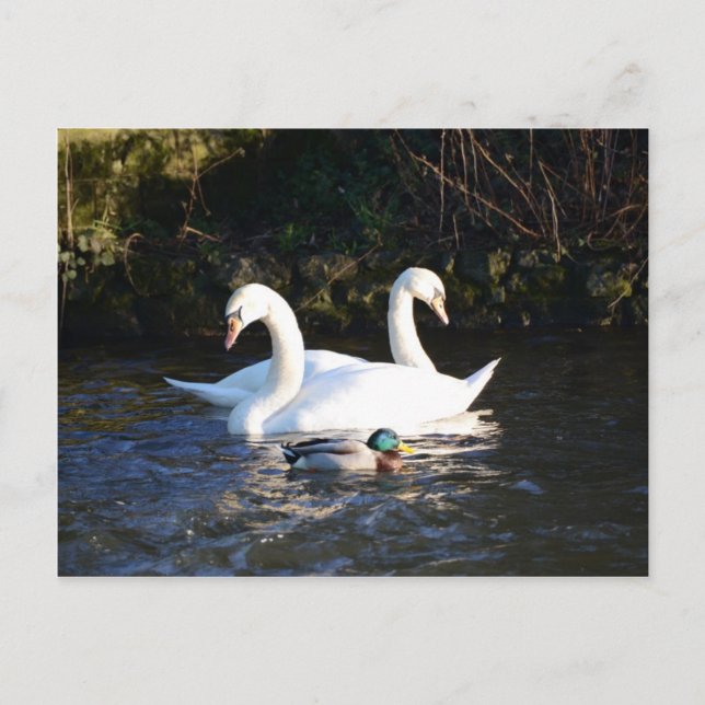 Two Swans And A Duck Postcard (Front)