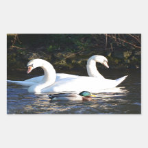 Two Swans And A Duck