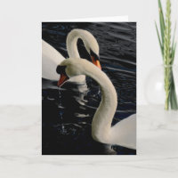 Two Swans on Lake