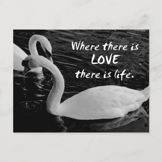 Two Swans on Lake  Postcard (Front)