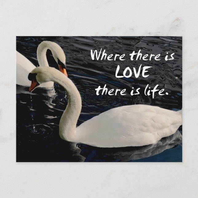 Two Swans on Lake Postcard (Front)