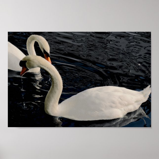 Two Swans Poster (Front)