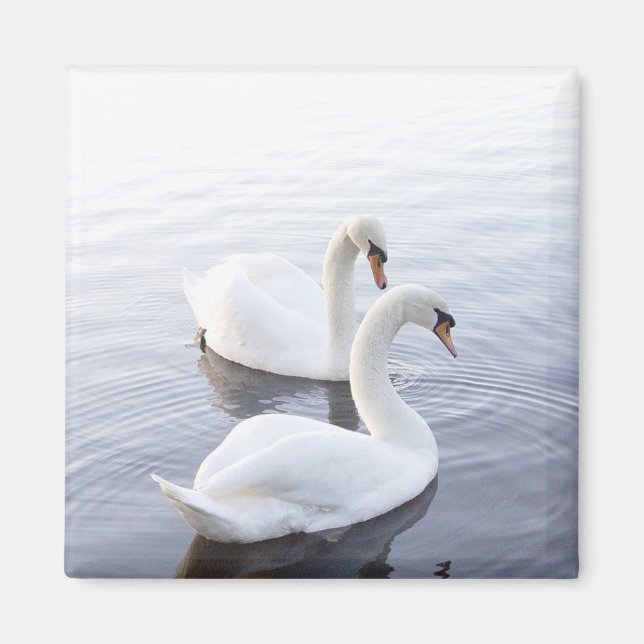 Two Swans Swimming on Tranquil Lake Magnet (Front)