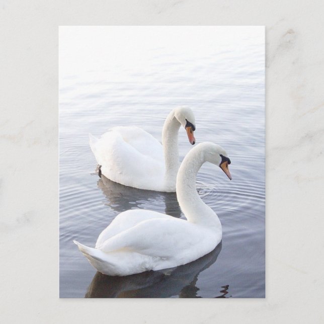 Two Swans Swimming on Tranquil Lake Postcard (Front)