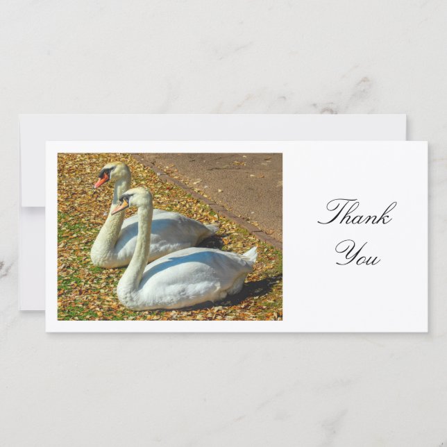 Two Swans - Thank You Card (Front)