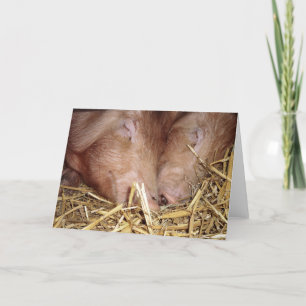 Two Sweet Sleeping Pigs Photograph - Blank Cards