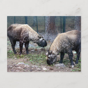 two takin postcard