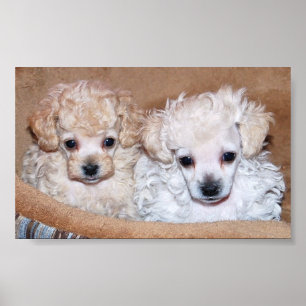 Two Tan Toy Poodle Puppies Poster