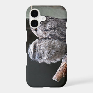 Two Tawny Frogmouth Birds