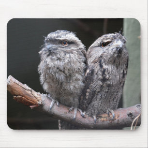 Two Tawny Frogmouth Birds Mouse Pad