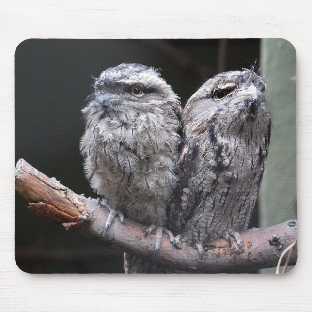 Two Tawny Frogmouth Birds Mouse Pad (Front)