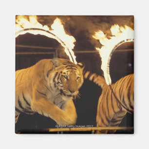 Two tigers leaping through burning rings of fire magnet