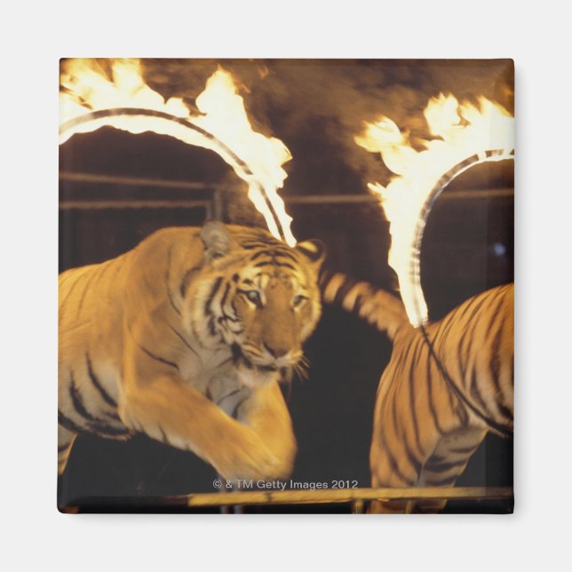 Two tigers leaping through burning rings of fire magnet (Front)