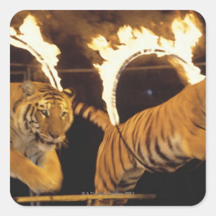 Two tigers leaping through burning rings of fire square sticker