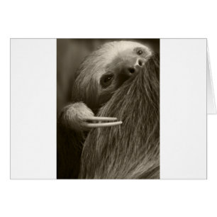 two toed sloth