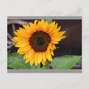 Two-Tone Mug, 15 oz Postcard