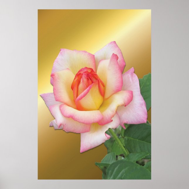 Two-tone Pink Rose over Gold Poster (Front)