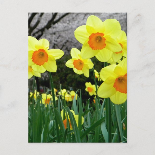 Two Tone Postcard (Front)