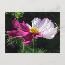 Two Toned Cosmos, Bute Park, Cardiff, Wales