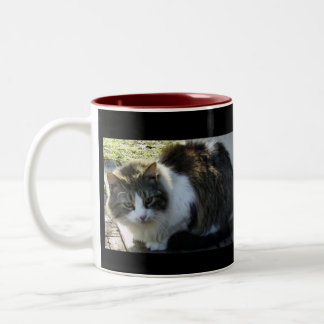 Two Toned Kitty Mug