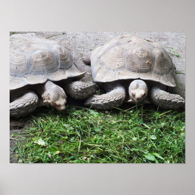 Two tortoises feeding animal poster (Front)