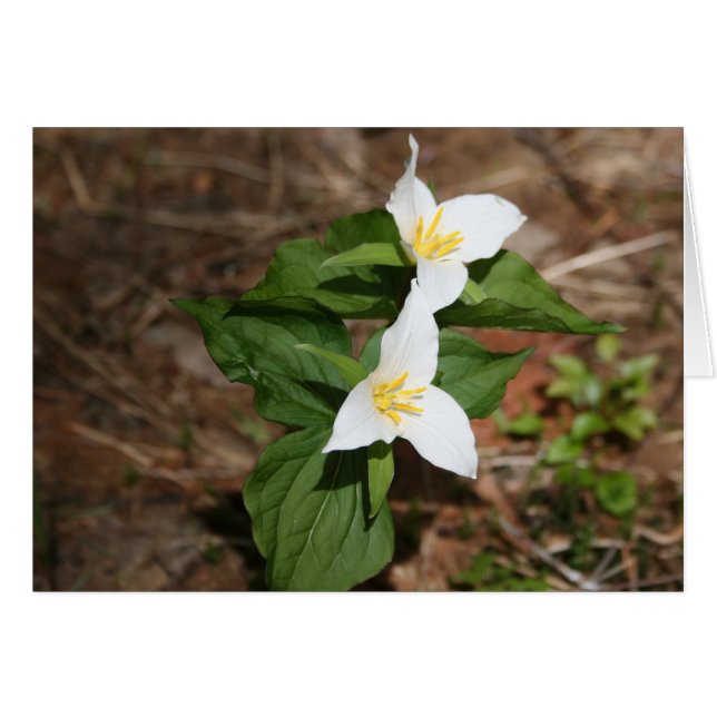Two Trillium (Front Horizontal)