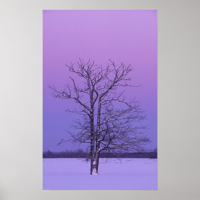 Two Trunked Tree at Sunrise; Chippewa County, Poster (Front)