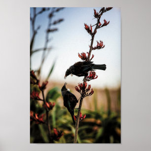 Two Tui Birds on New Zealand Flax Poster