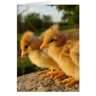 Two Turkin Chicks