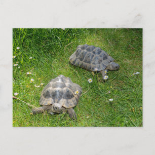 Two turtle`s  in green grass postcard